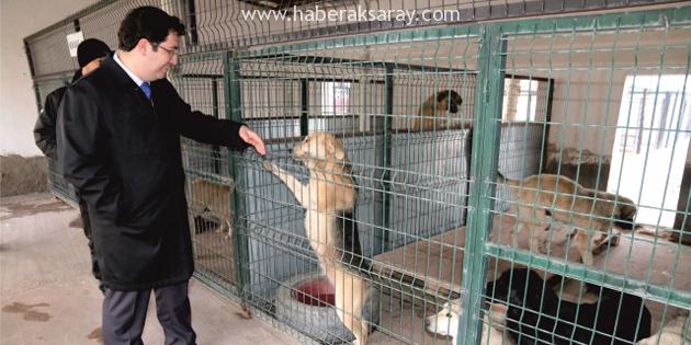 Belediye’den sokak hayvanlarına beş yıldızlı bakım
