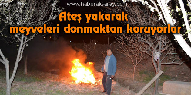 Ateş yakarak meyveleri donmaktan koruyorlar