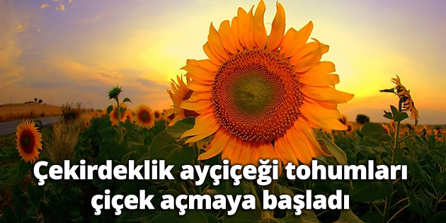 Çekirdeklik ayçiçeği tohumları çiçek açmaya başladı