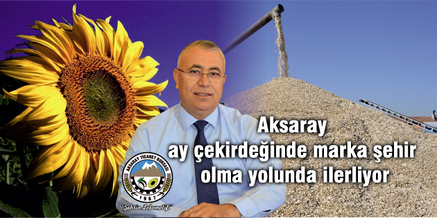 Sarı altının hasadına başlandı