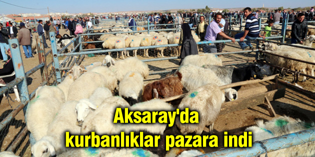 Aksaray’da kurbanlıklar pazara indi