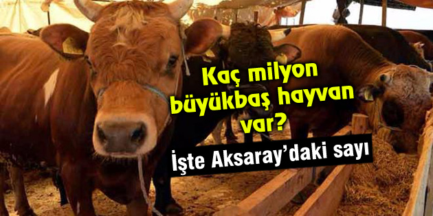 Aksaray’daki büyükbaş hayvan sayısı