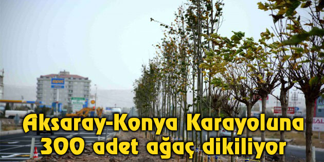 Aksaray-Konya Karayoluna 300 adet ağaç dikiliyor