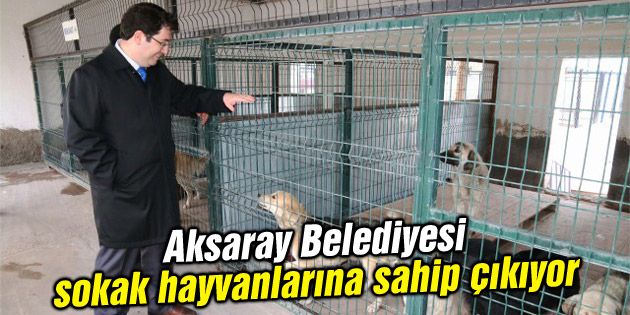 Aksaray Belediyesi sokak hayvanlarına sahip çıkıyor