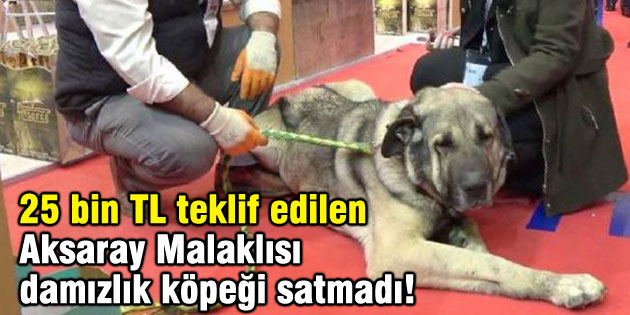 25 bin TL teklif edilen Aksaray Malaklısı damızlık köpeği satmadı!