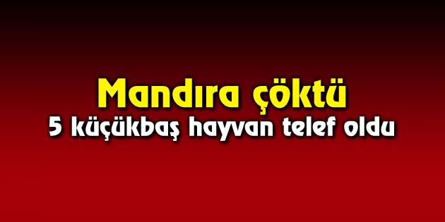 Mandıra çöktü; 5 küçükbaş hayvan telef oldu