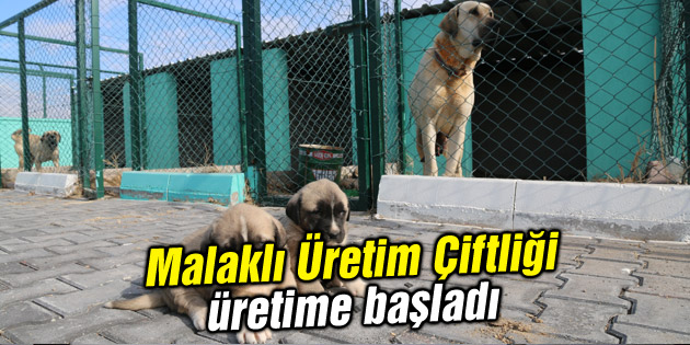 Malaklı Üretim Çiftliği üretime başladı