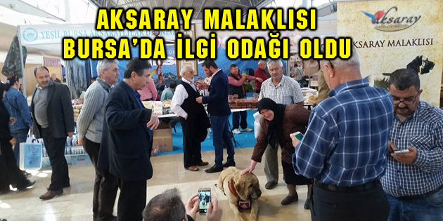 Aksaray Malaklısı Bursa’da ilgi odağı oldu