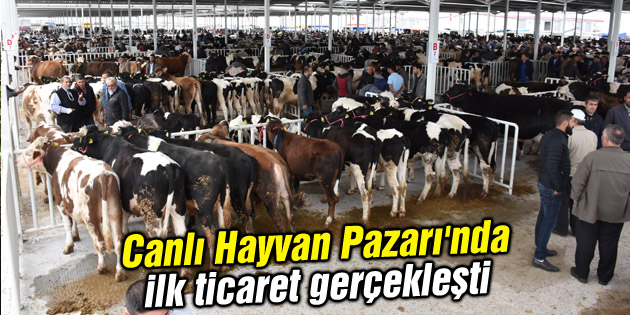Canlı Hayvan Pazarı’nda ilk ticaret gerçekleşti
