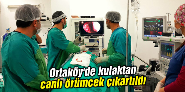 Ortaköy’de kulaktan canlı örümcek çıkartıldı