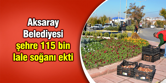 Aksaray Belediyesi, şehre 115 bin lale soğanı ekti