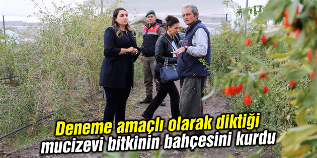 Deneme amaçlı olarak diktiği mucizevi bitkinin bahçesini kurdu