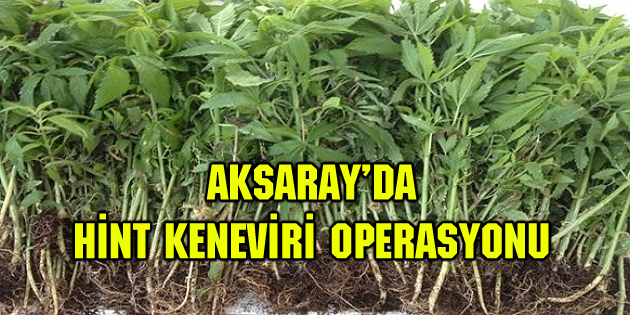 217 kök Hint keneviri ele geçirildi