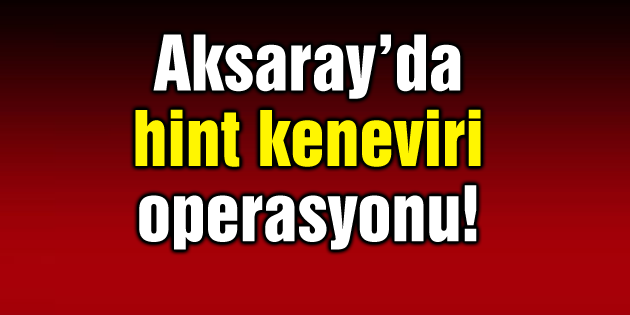 150 kök hint keneviri ele geçirildi