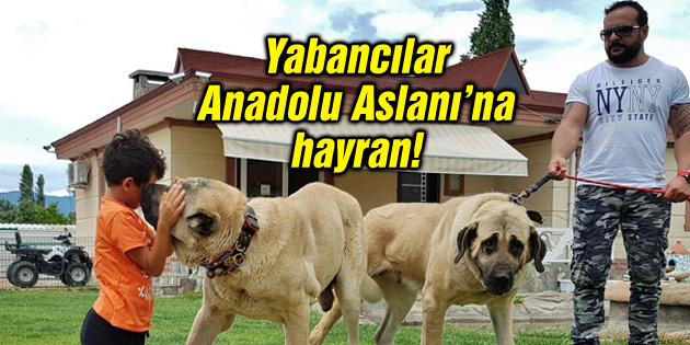 Yabancılar Anadolu Aslanı’na hayran!