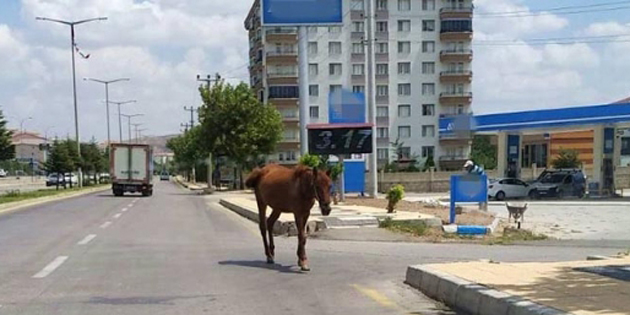 Aksaray’da çözülemeyen başıboş atlar sorunu!
