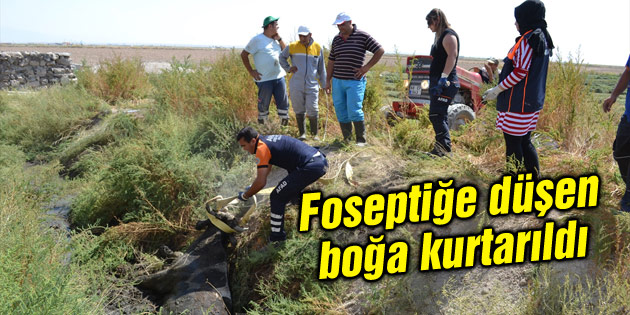 Foseptiğe düşen boğa kurtarıldı
