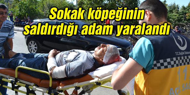 Sokak köpeğinin saldırdığı adam yaralandı