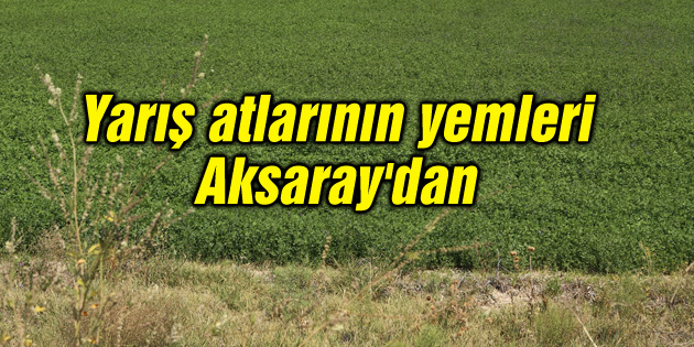 Yarış atlarının yemleri Aksaray’dan