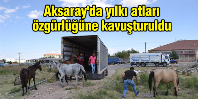 Aksaray’da yılkı atları özgürlüğüne kavuşturuldu