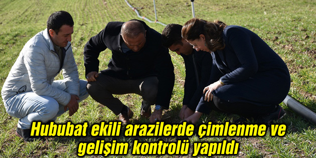 Hububat ekili arazilerde çimlenme ve gelişim kontrolü yapıldı