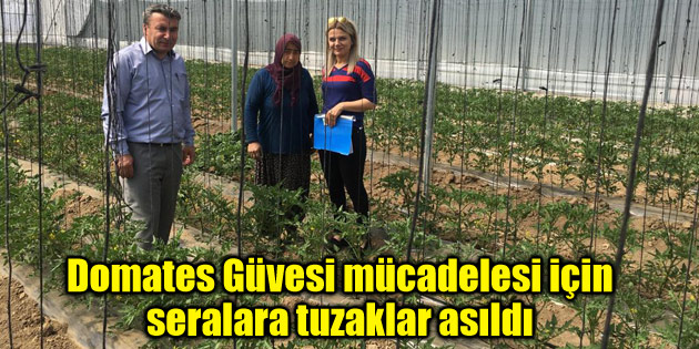 Domates Güvesi mücadelesi için seralara tuzaklar asıldı