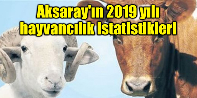 İşte Aksaray’ın 2019 yılı hayvancılık istatistikleri