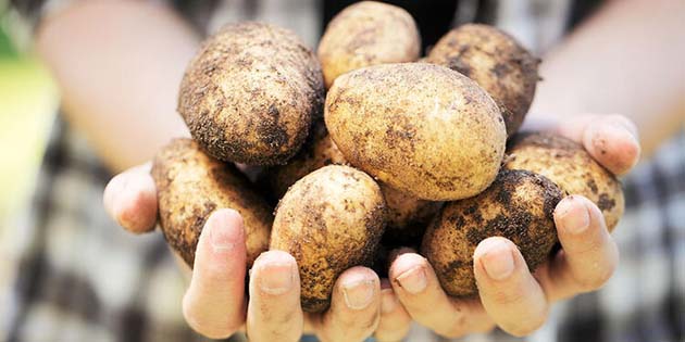 Aksaray patates üretiminde 8’inci sırada