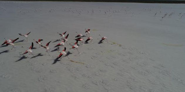 Tuz Gölü 21 bin flamingoya ev sahipliği yapıyor