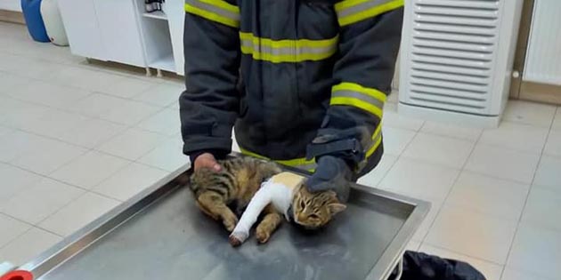 Yaralı kediye belediye şefkat eli uzattı