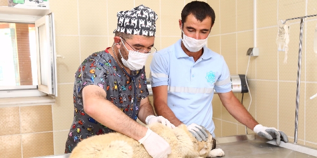 Sahipsiz köpeklere Aksaray Belediyesi sahip çıktı