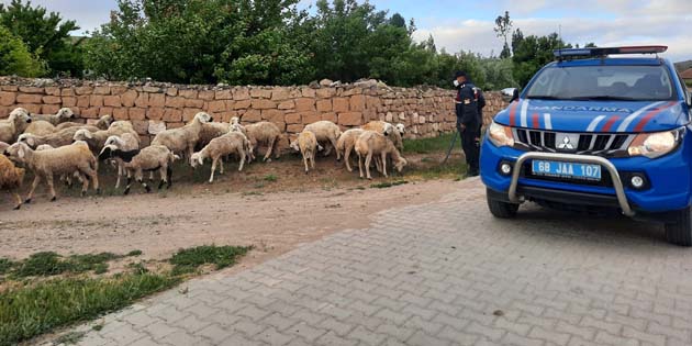 Aksaray’da kaybolan koyunları jandarma ekipleri buldu