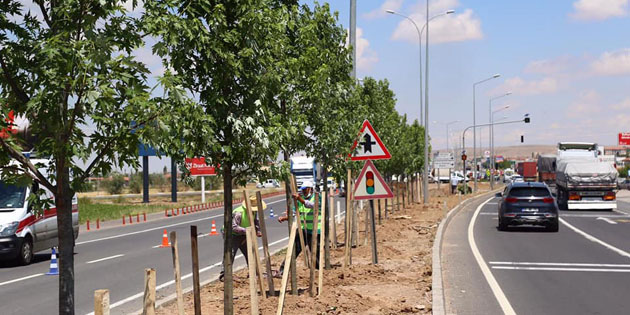 E-90 karayolu şeker akçe ağaçları ile donatılıyor