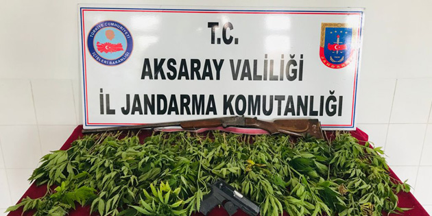 Evinin bahçesinde kenevir yetiştiren şahıs yakalandı!
