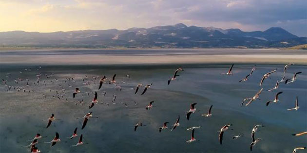 Flamingolar neden öldü? Dekan Darılmaz açıkladı