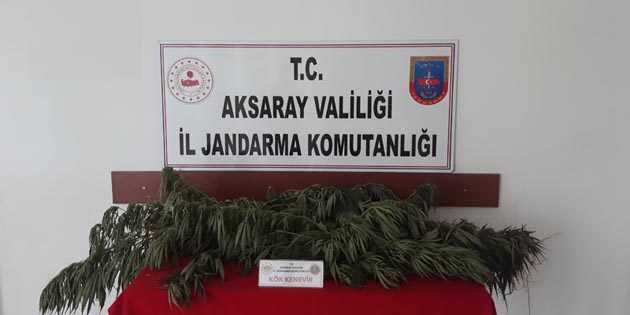 Aksaray’da kenevir yetiştiren 3 kişi gözaltına alındı