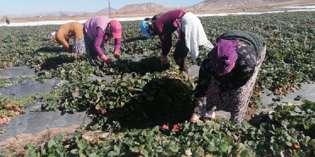 Aksaray’da Kasım ayında çilek hasadı mesaisi sürüyor
