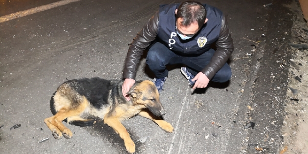 Otomobilin çarptığı yaralı köpeğe polis şefkati