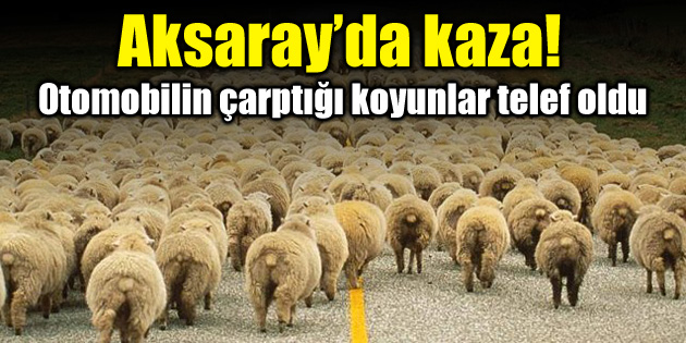 Konya yolunda otomobilin çarptığı 4 koyun telef oldu