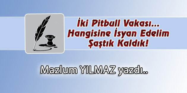 İki Pitbull Vakası… Hangisine İsyan Edelim Şaştık Kaldık!