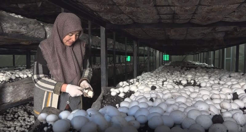 Hibeyle mantar çiftliği kurarak kendi işinin patronu oldu