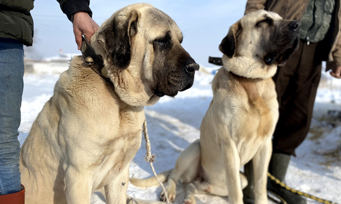 Aksaray Malaklısı soğuk havadan etkilenmiyor