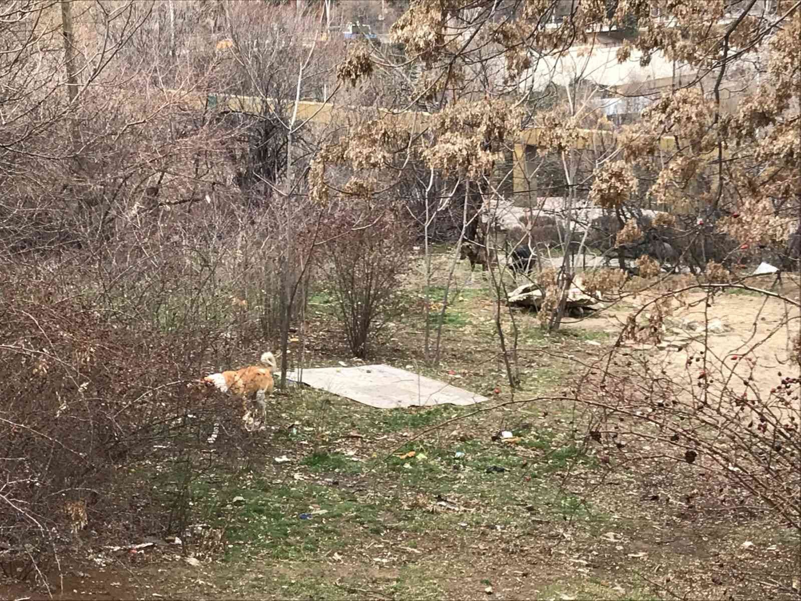 Çankaya’da yine köpek saldırısı