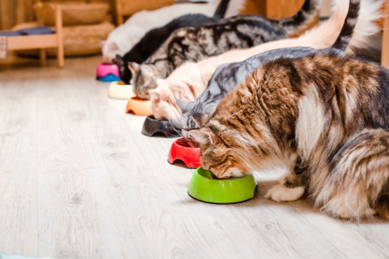 Sağlıklı Kedi Cinsleri