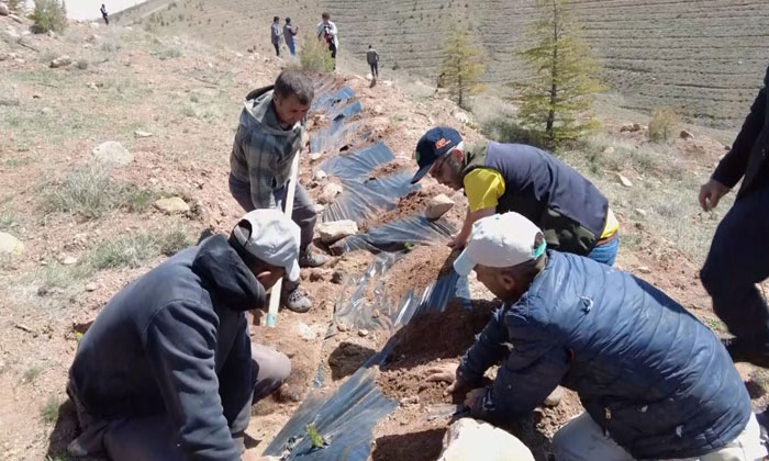 Malçlama yöntemiyle Aksaray’da 200 bin fidan dikildi