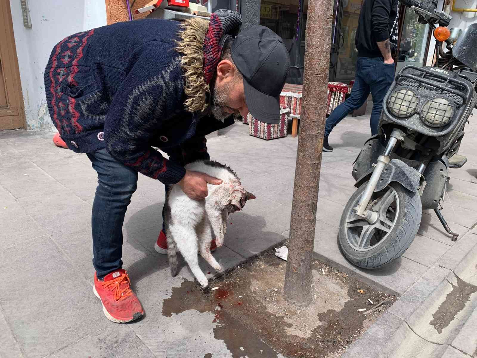 Eskişehir’de taksinin çarptığı kedi can verdi