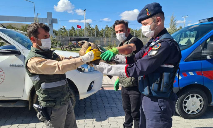Aksaray’da yaralı şahine jandarma şefkati