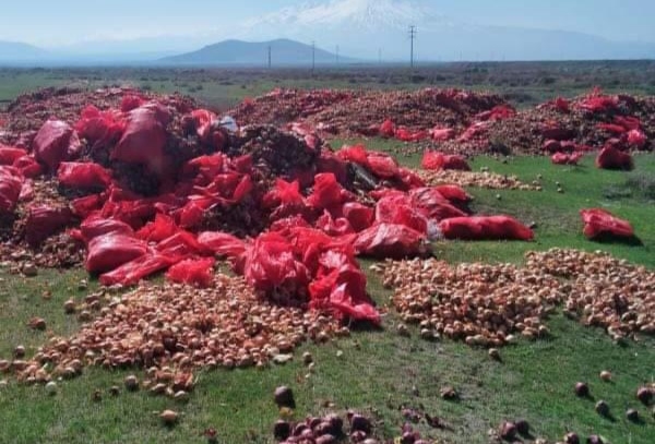 Aksaray’da skandal görüntü! 40 ton kuru soğan boş arazilere döküldü