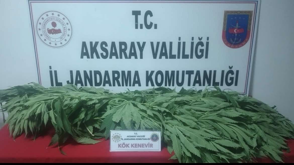 Bahçeye ekili halde 8 kök kenevir ele geçirildi