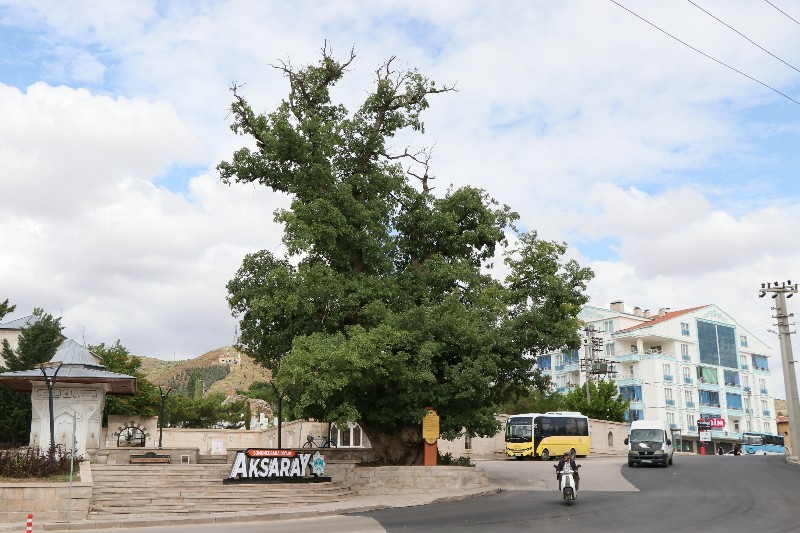 Aksaray’ın 700 yıllık ‘Kanlı Pelit’ ağacı efsanelerle yaşıyor